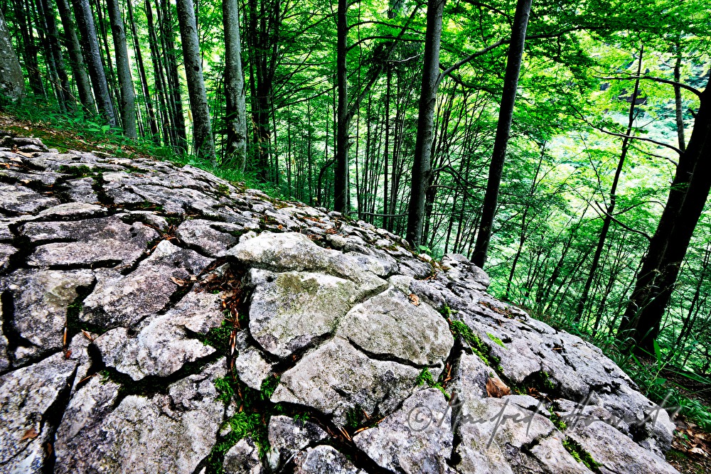 verwitterter Kalkstein mit Rissen im Wald