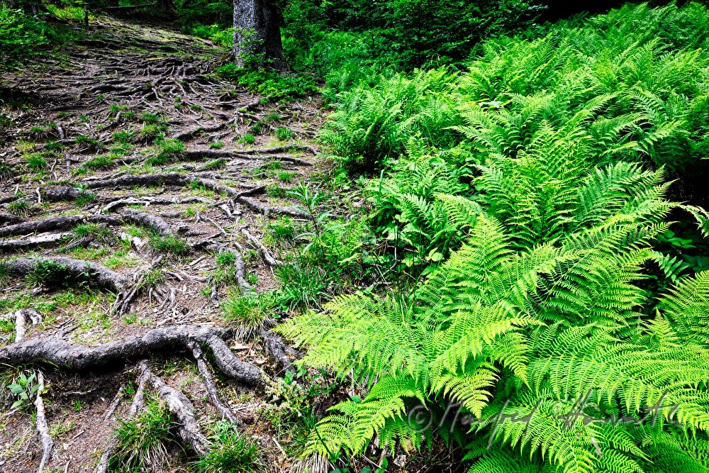 Farne und Wurzeln an einer Waldlichtung
