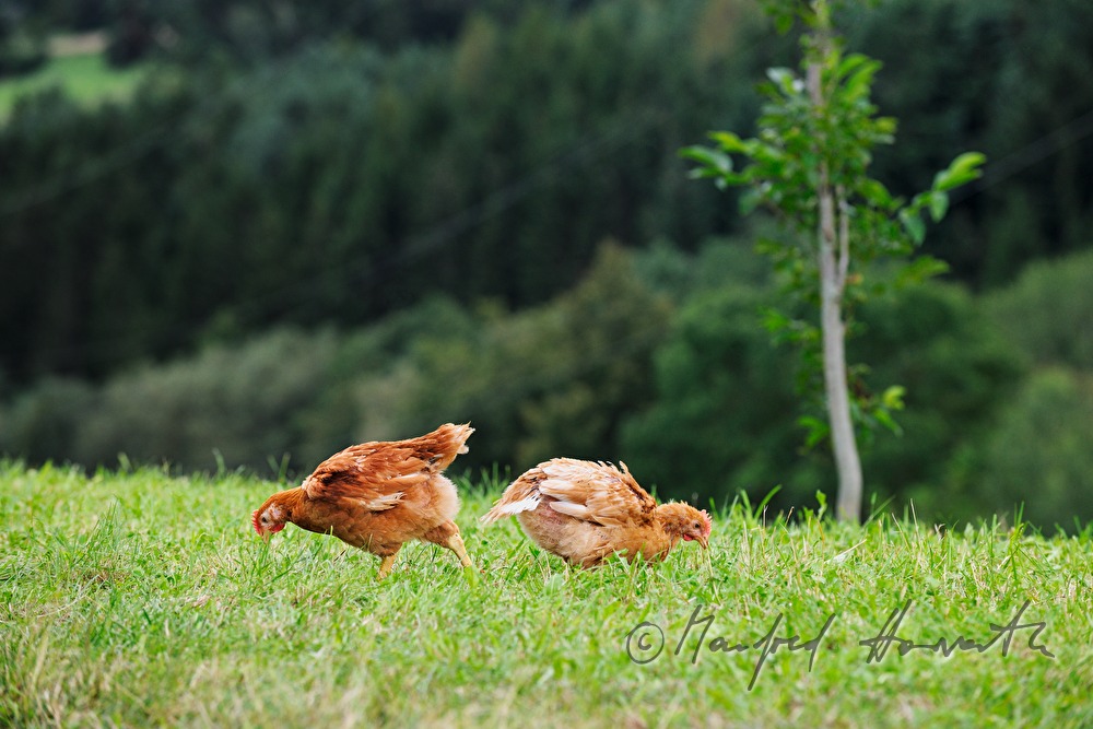 5-wöchige Hühner im Bio-Masthuhnbetrieb