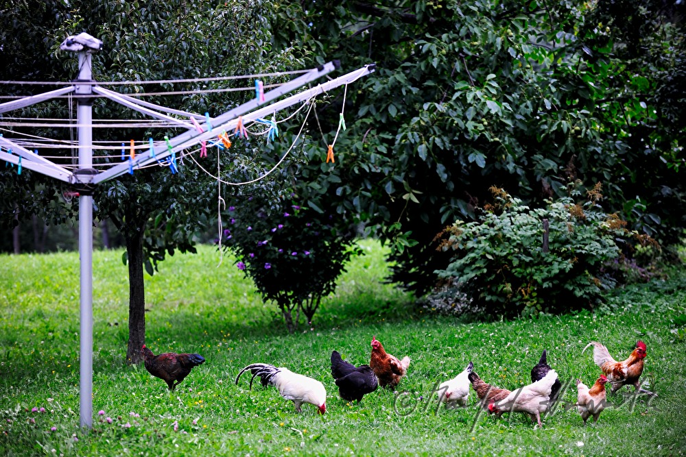 Freiland-Hühner im Garten vor dem Hühnerhaus