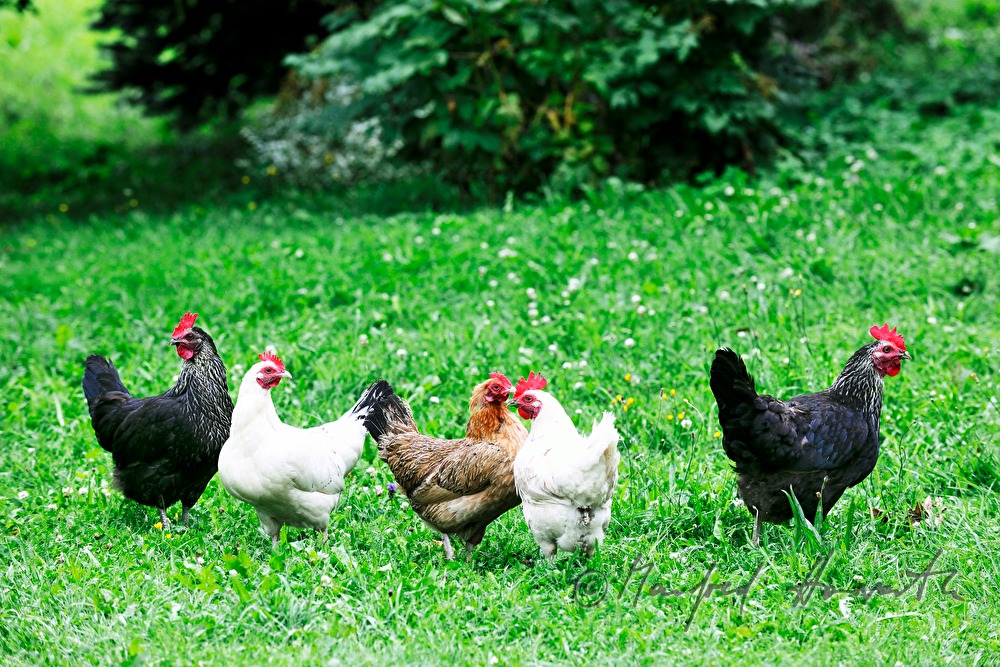 Freiland-Hühner im Garten vor dem Hühnerhaus