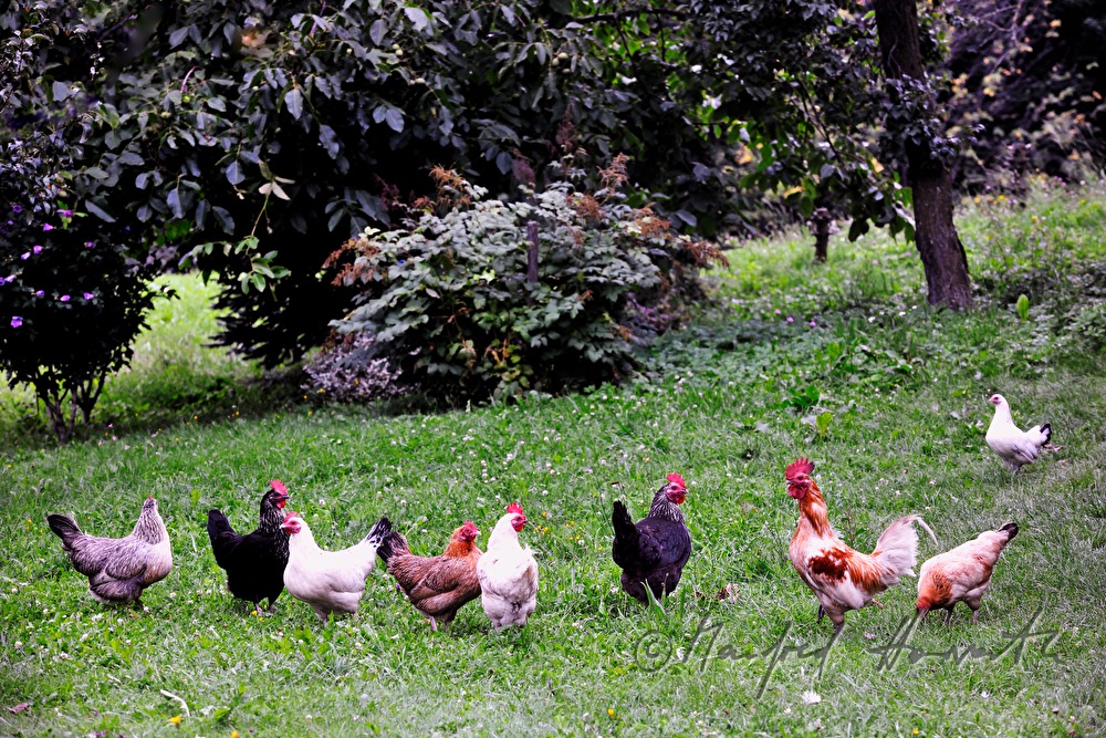Freiland-Hühner im Garten vor dem Hühnerhaus