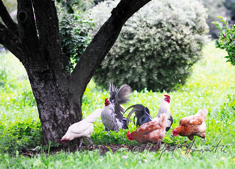 Freiland-Hühner im Garten vor dem Hühnerhaus