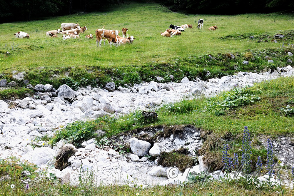 Kühe beim Kalkalpenweg vom Bodinggraben zur Schaumbergalm