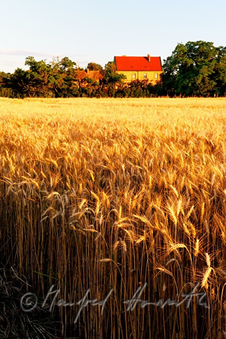 Blick über ein Weizenfeld in der Wulkaebene