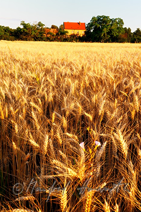 Blick über ein Weizenfeld in der Wulkaebene