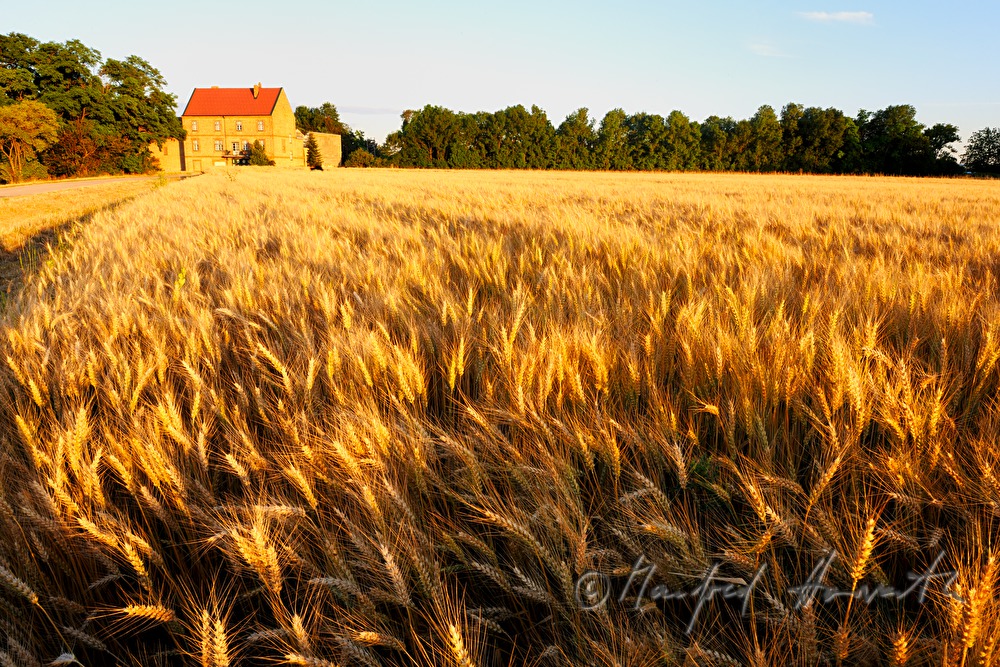 Blick über ein Weizenfeld in der Wulkaebene