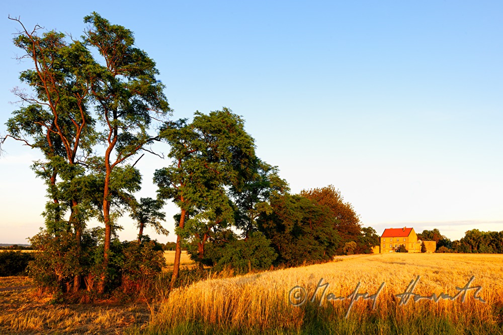 Blick über ein Weizenfeld in der Wulkaebene