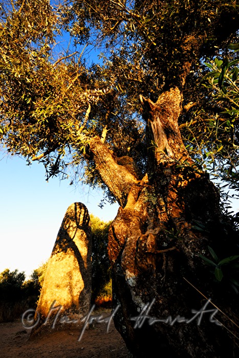 neolithischer Menhir und Olivenbaum beim Cromlech