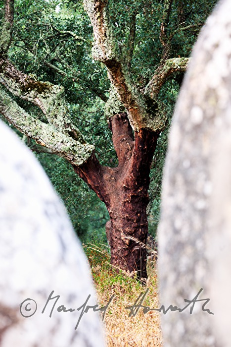 neolithische Menhire und Korkeichen-Baum