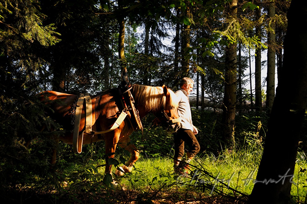 Holzarbeiter mit Arbeitspferd auf dem Weg in den Wald