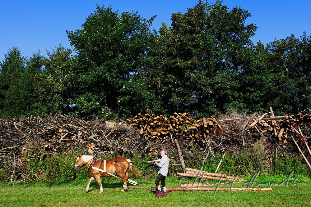 Holzbringung mit dem Arbeitspferd (