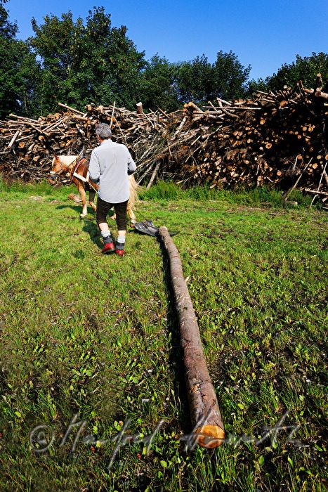 Holzbringung mit dem Arbeitspferd (
