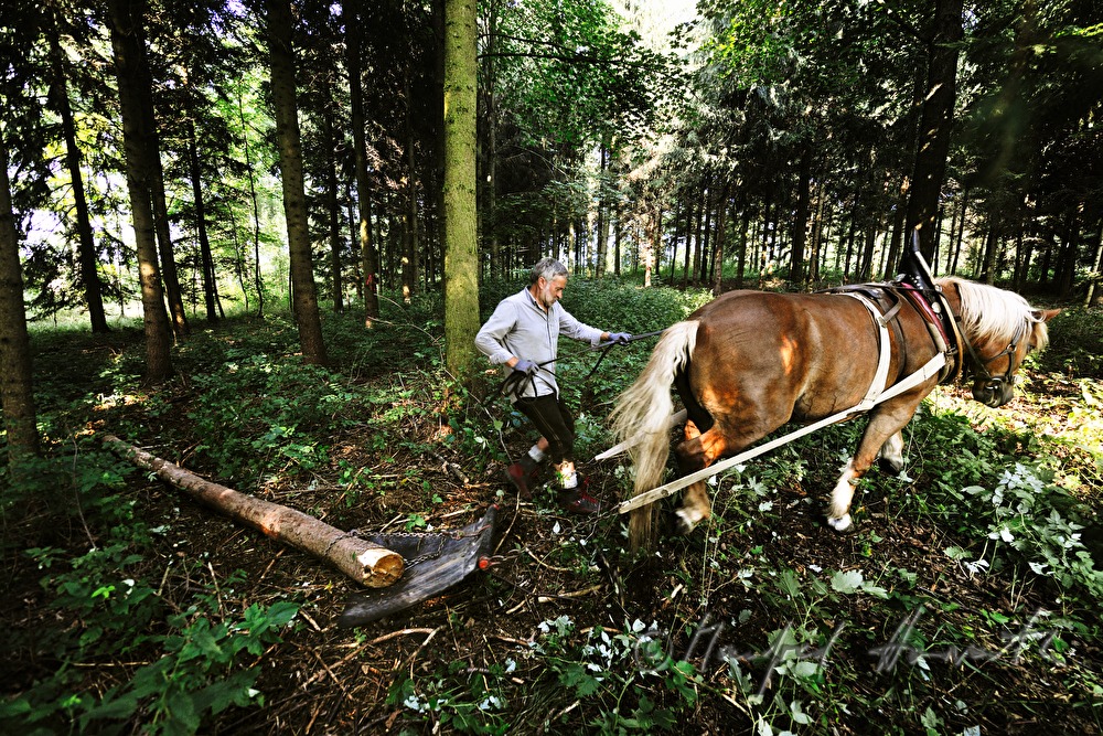 Holzbringung mit dem Arbeitspferd (