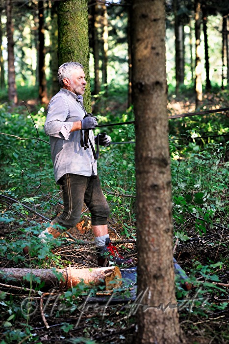 Holzbringung mit dem Arbeitspferd (