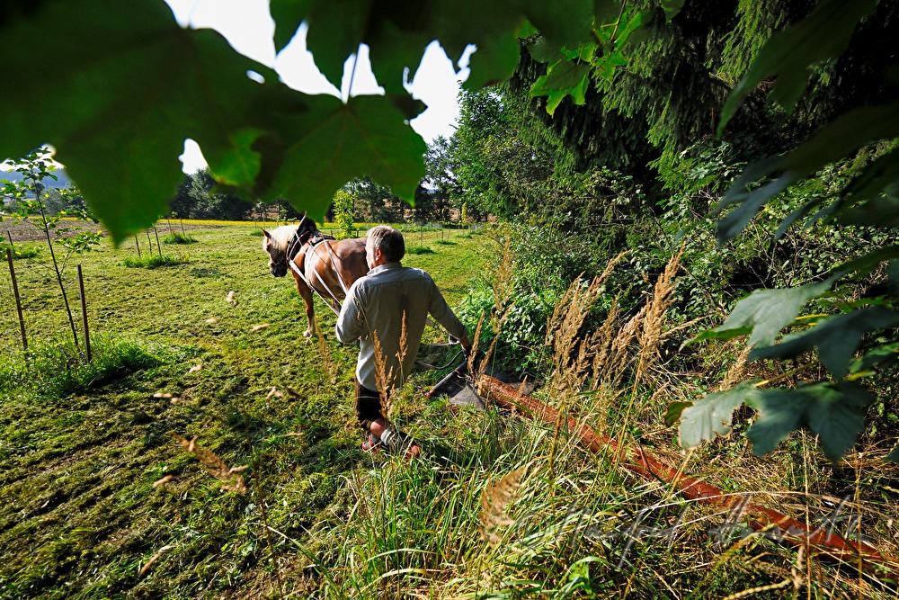 Holzbringung mit dem Arbeitspferd (