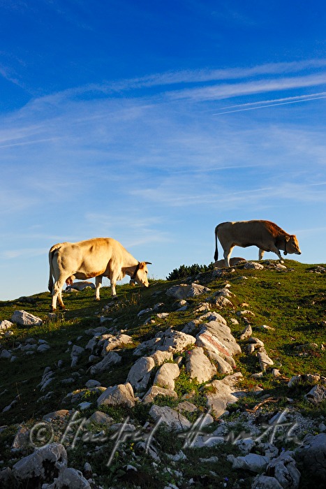Kuhherde auf der Gemeindealpe (1626 Meter)