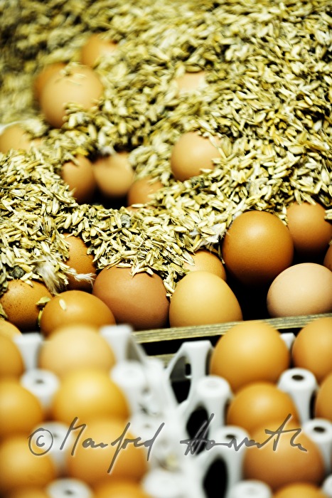 Biobauern sortieren Eier nach der Grösse