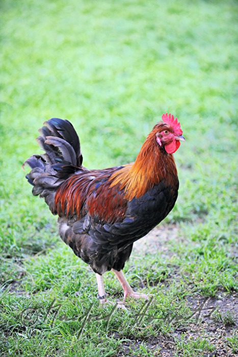 Sulmtaler Hahn im Garten