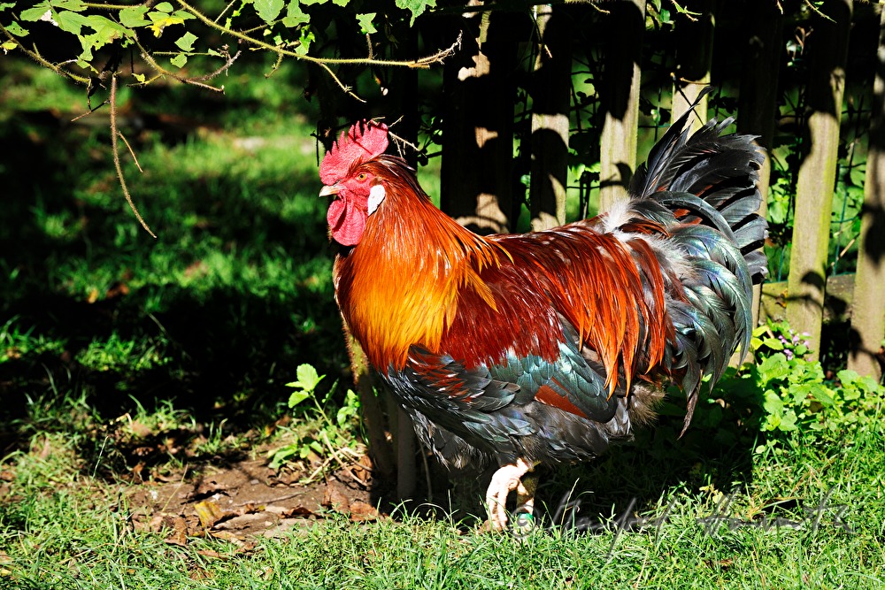 Sulmtaler Hahn im Garten