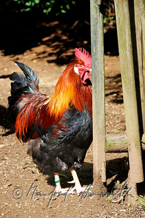 Sulmtaler Hahn im Garten