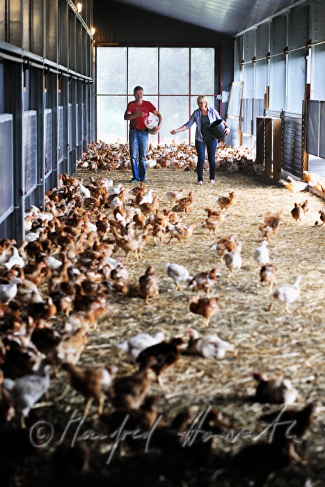 Bauern füttern ihre Hühner im Bio-Masthuhnbetrieb