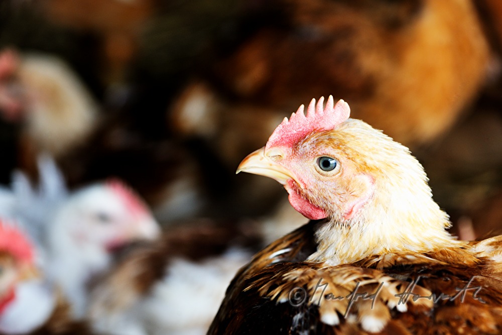 5-wöchige Hühner im Bio-Masthuhnbetrieb