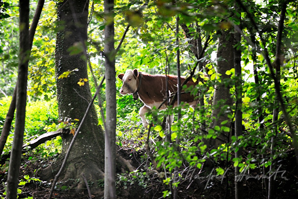Kuh im Wald bei einem Bauernhof