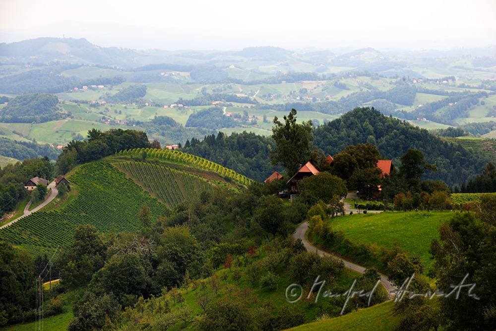 Weinberge beim Weingut Eory