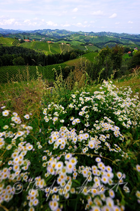 Blick über die Weinberge nach Osten