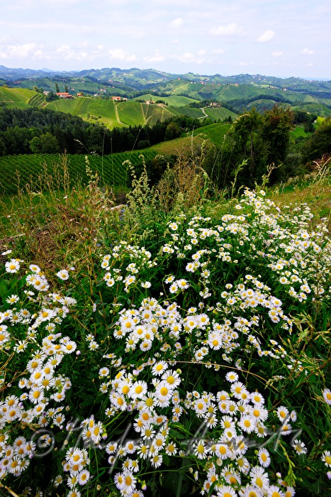 Blick über die Weinberge nach Osten