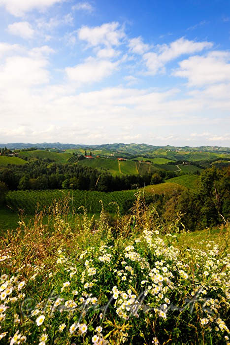 Blick über die Weinberge nach Osten