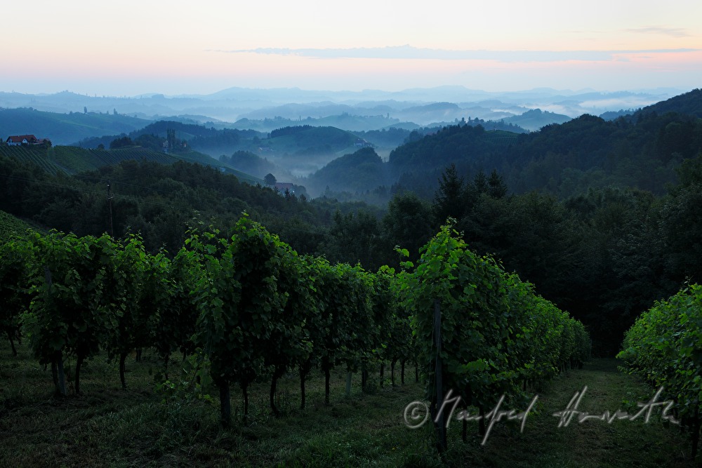 Blick über die Weinberge nach Osten