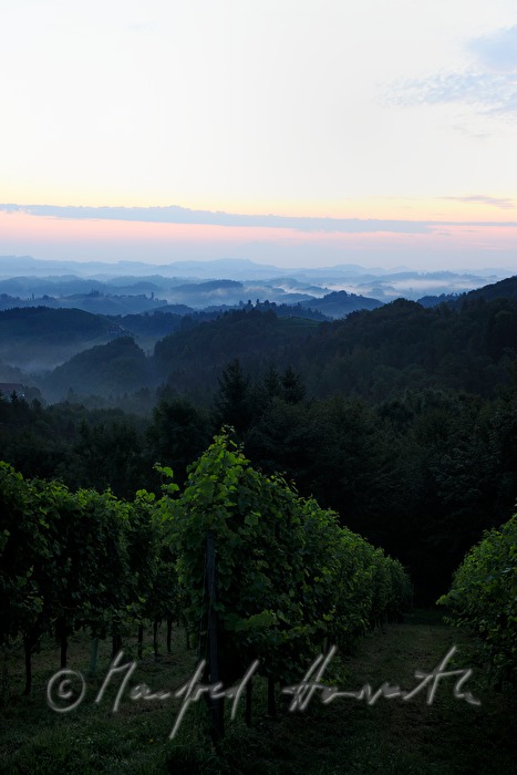 Blick über die Weinberge nach Osten