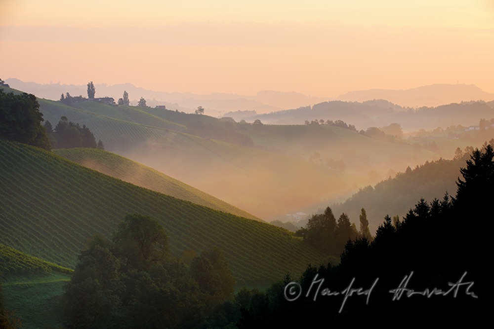 Weinberge und Birken beim Weingut Eory