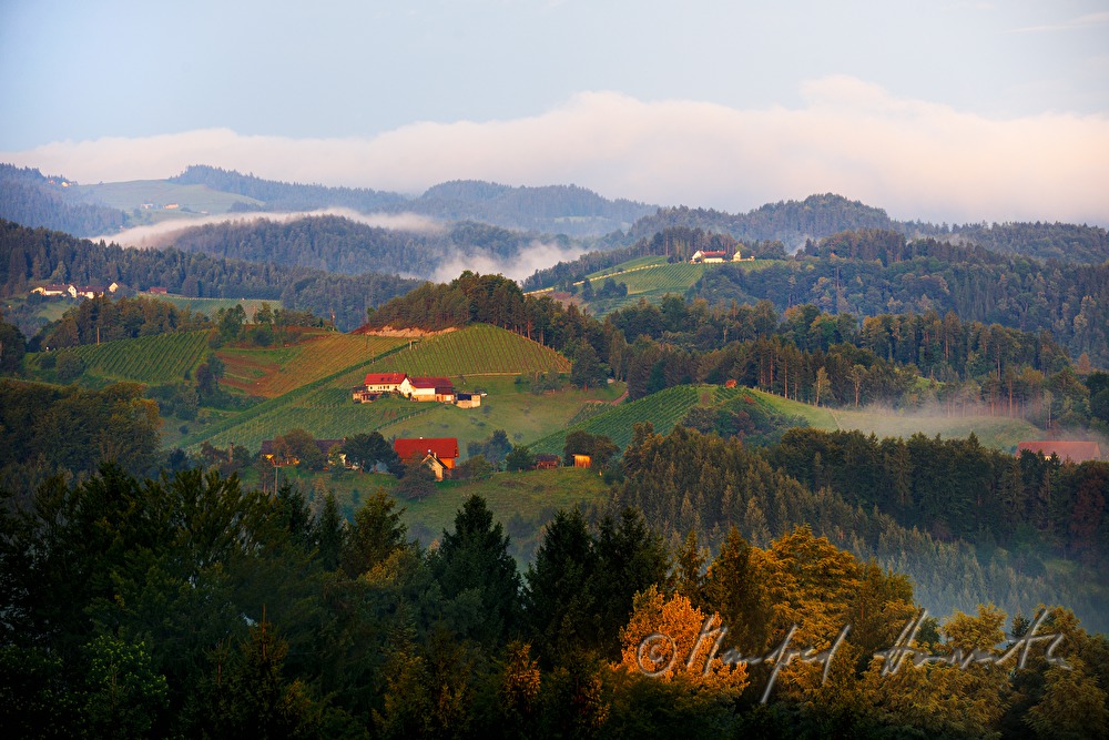 Weinberge beim Weingut Eory
