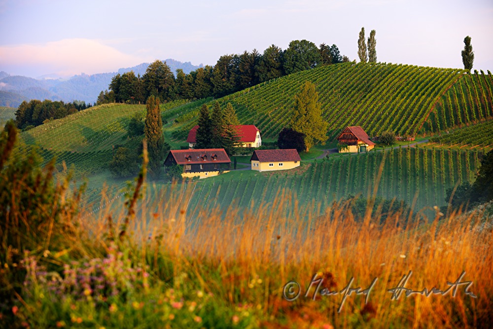 Weinberge und Birken beim Weingut Eory