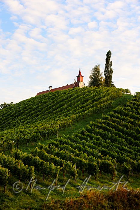Weinberge und Birken beim Weingut Eory