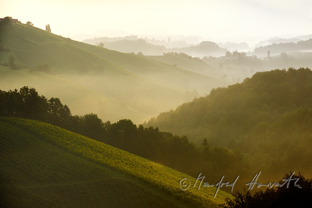Weinberge und Birken beim Weingut Eory