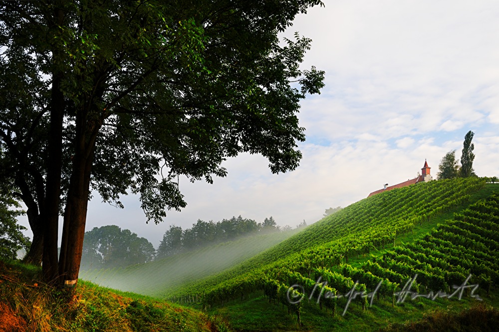 Weinberge beim Weingut Eory