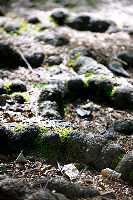 Baumwurzeln queren den Wanderweg