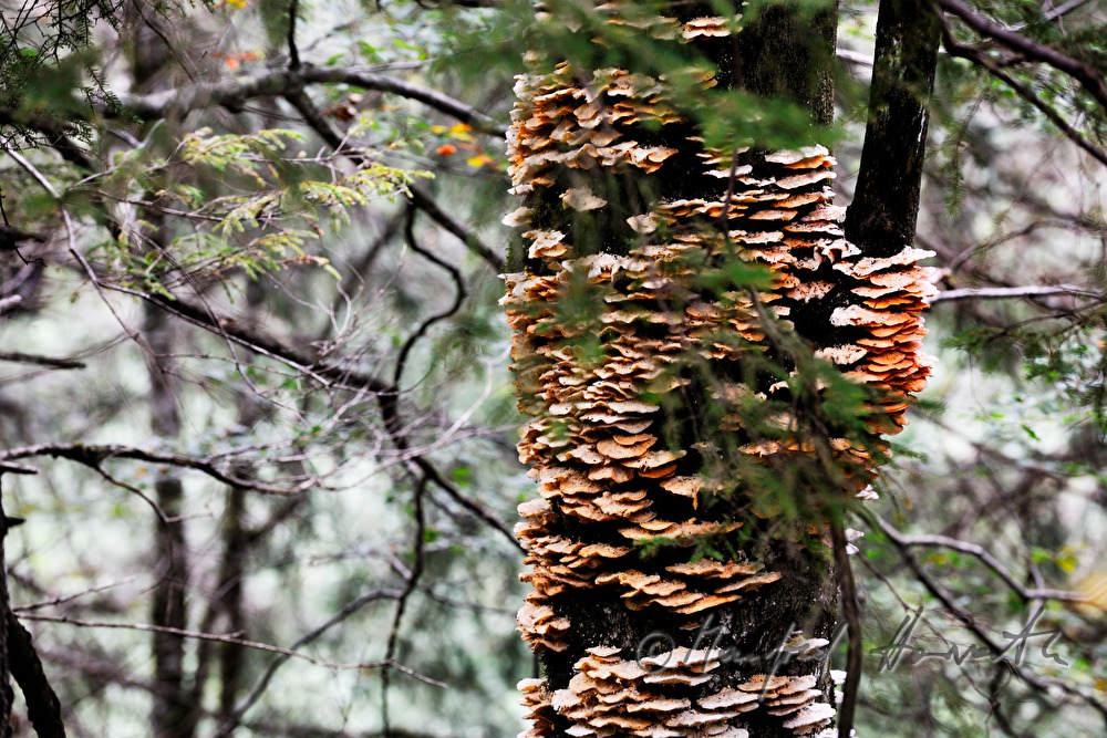 Baumschwamm auf einem alten Baum