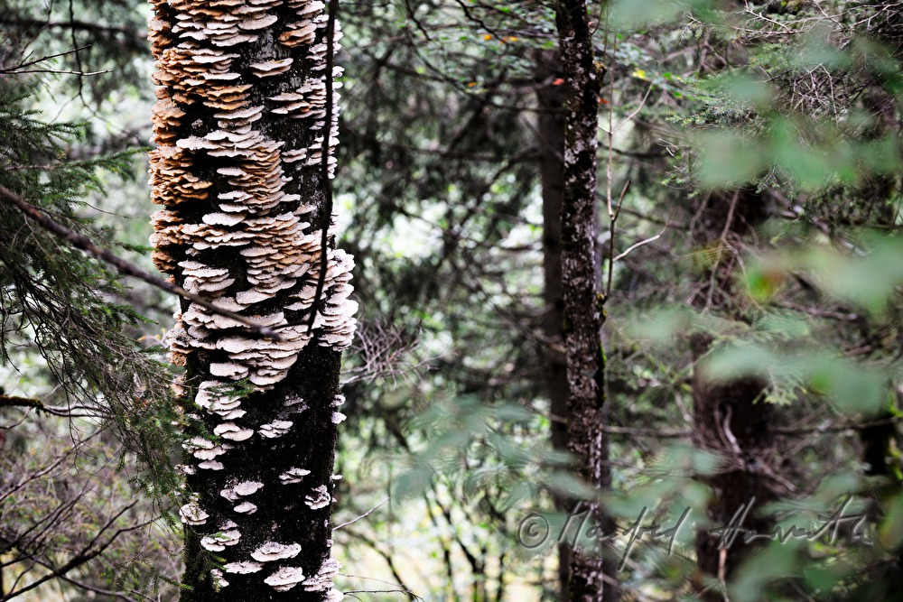 Baumschwamm auf einem alten Baum