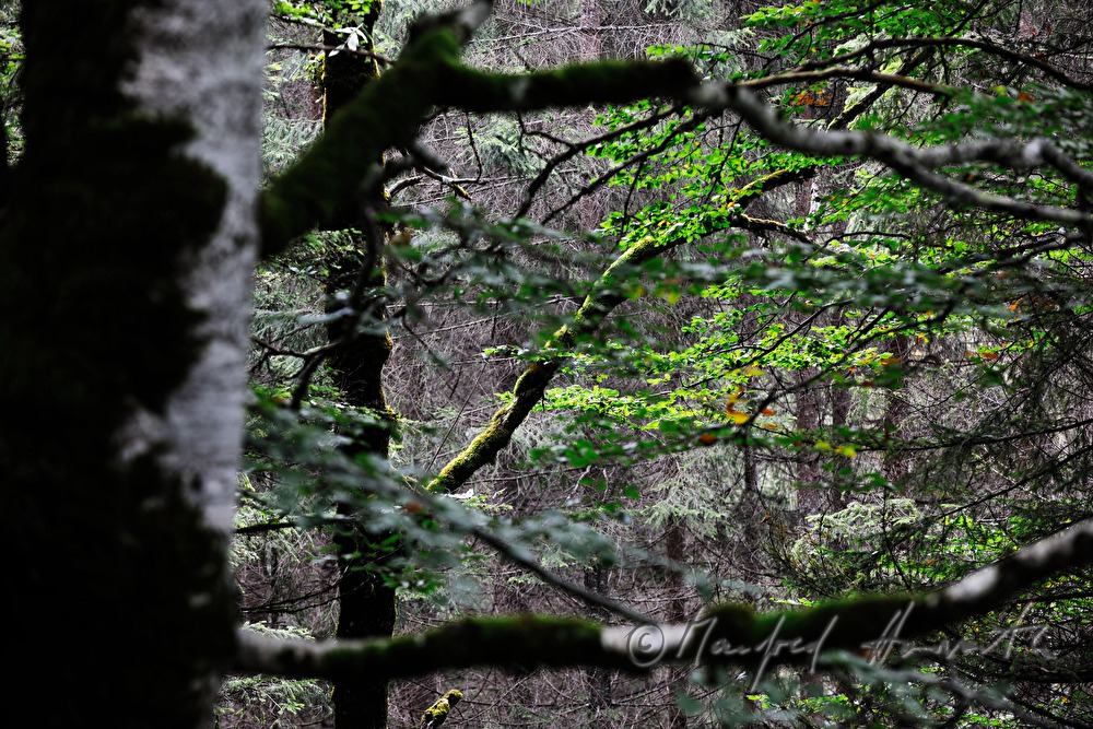 Moos auf einem alten Baum