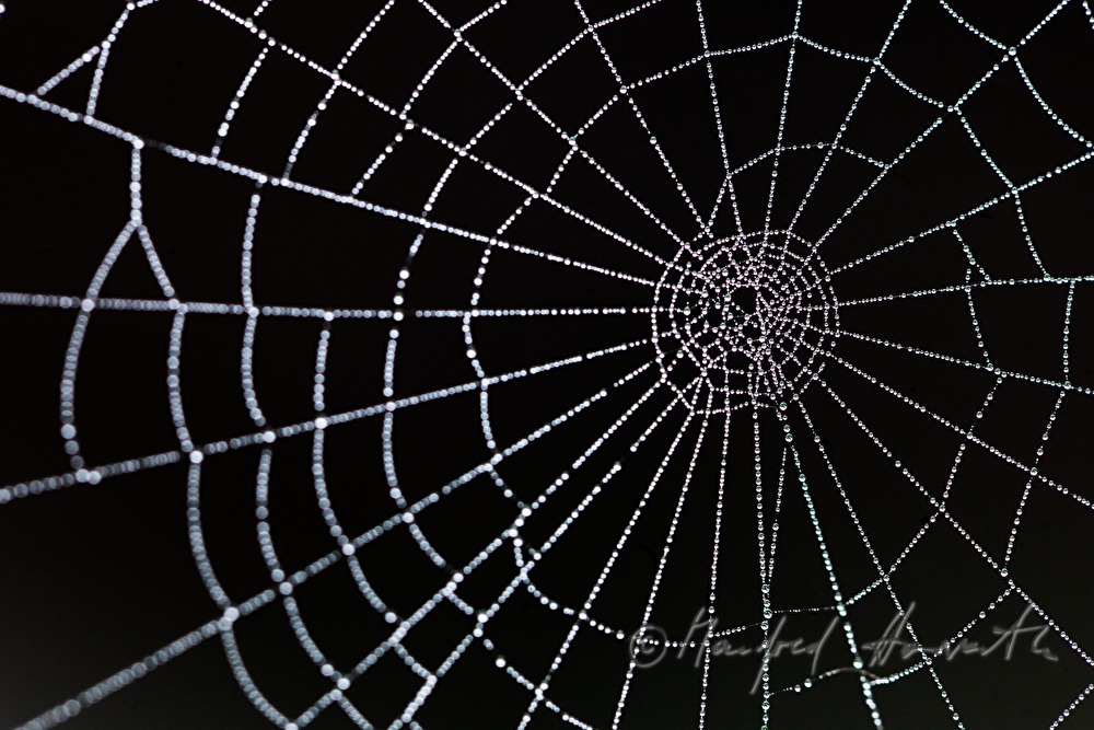 Wassertröpfchen auf einem Spinnennetz auf einem Strauch