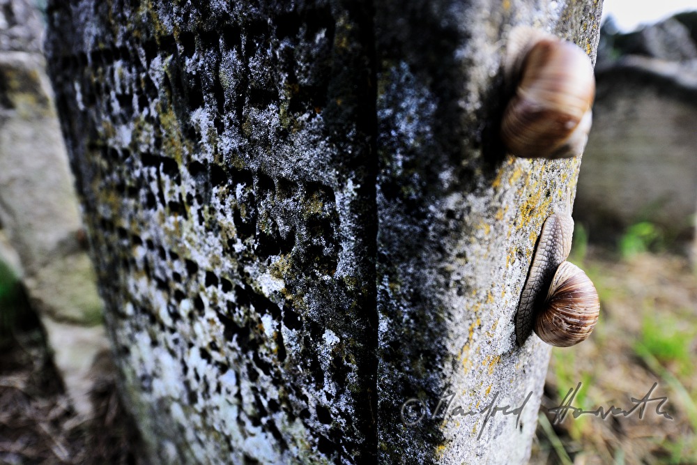 umgekippte Grabsteine am jüdischen Friedhof