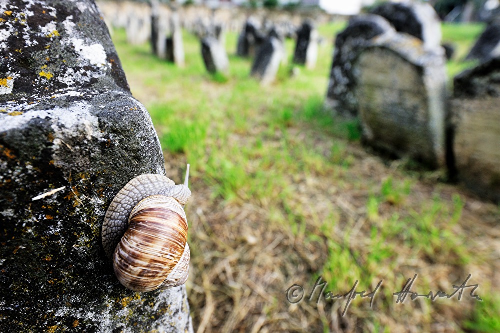 umgekippte Grabsteine am jüdischen Friedhof
