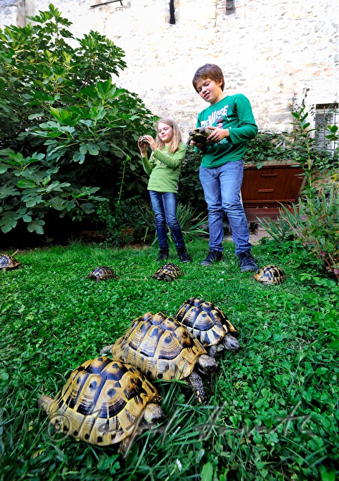 Schildkröten in einem kleinen Privat-Garten