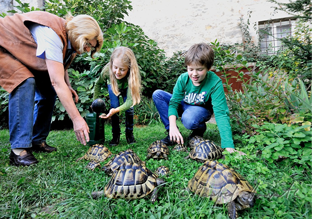 Schildkröten in einem kleinen Privat-Garten