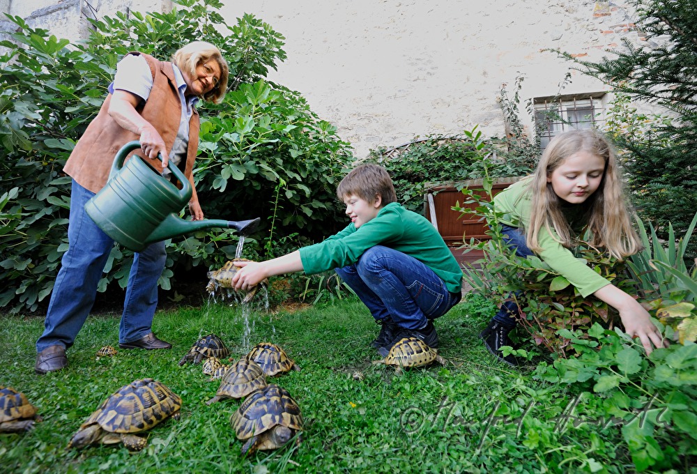 Schildkröten in einem kleinen Privat-Garten